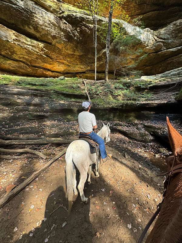 beginner-safe-clydesdale-horse