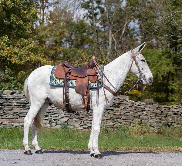 all-around-clydesdale-horse