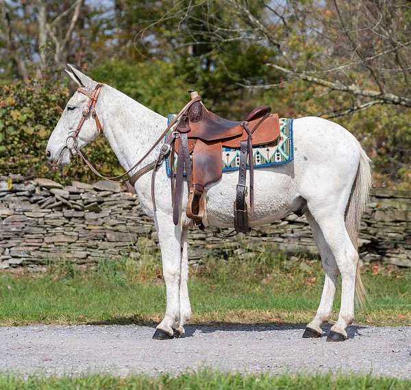 athletic-clydesdale-horse