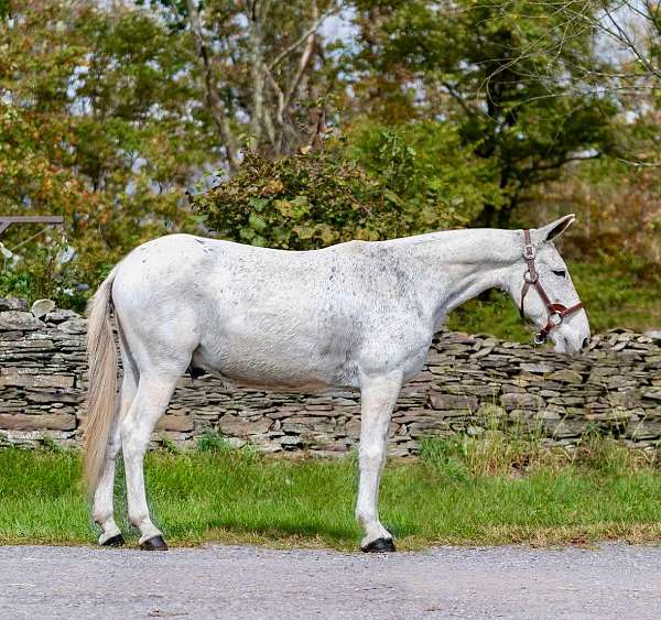 anything-clydesdale-horse