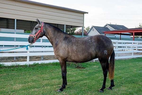 grey-isabelo-andalusian-mare-stallion