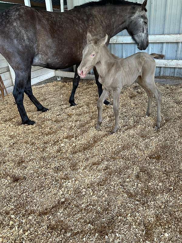 grey-isabelo-andalusian-mare-stallion