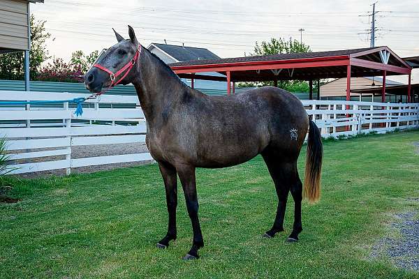 ancce-andalusian-horse