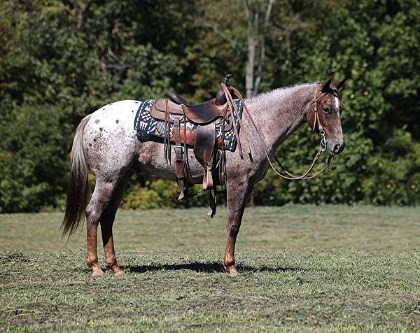 red-roan-blanket-horse