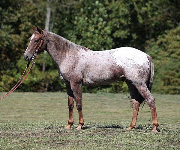 beginner-safe-quarter-horse