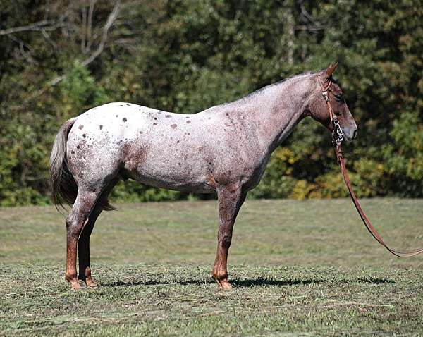 family-horse-quarter