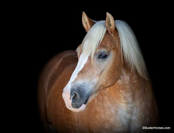 chestnut-blaze-horse