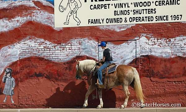 halflinger-quarter-horse