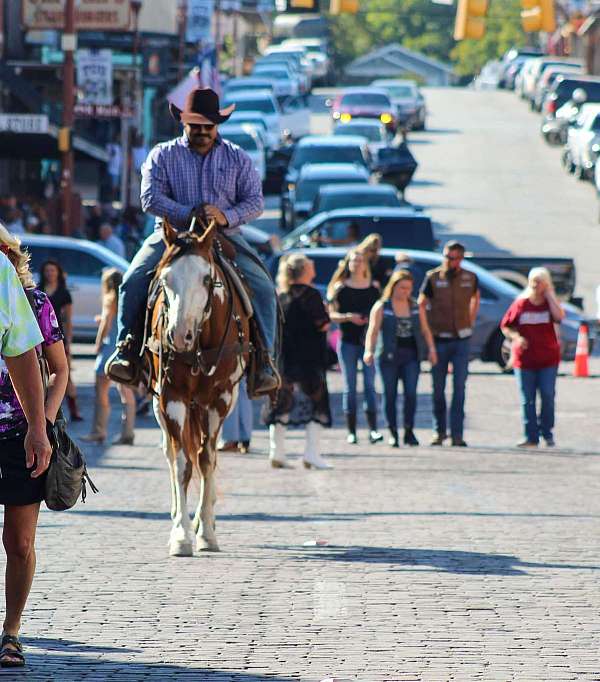 pony-club-mount-quarter-horse