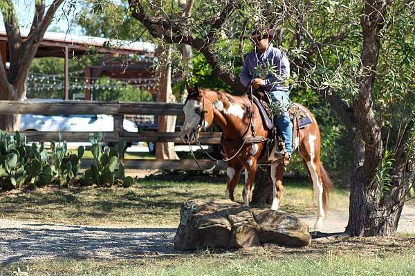 eventing-pony-mare