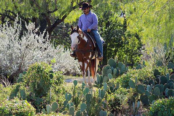 gaited-ponies-for-sale-mare