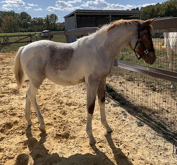 11-hand-pinto-filly