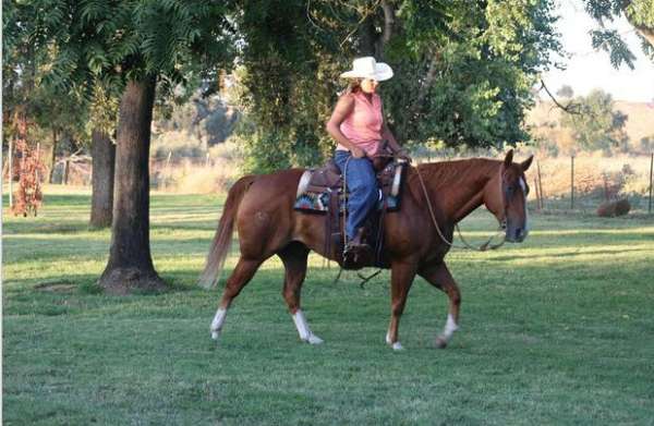 all-around-quarter-horse