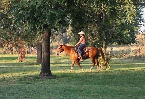 beginner-quarter-horse