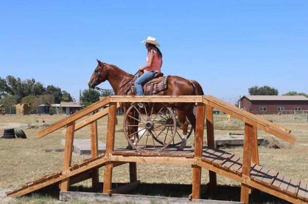 family-horse-quarter