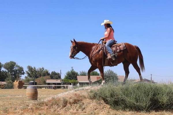 ranch-work-quarter-horse