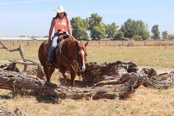 chestnut-blaze-socks-horse