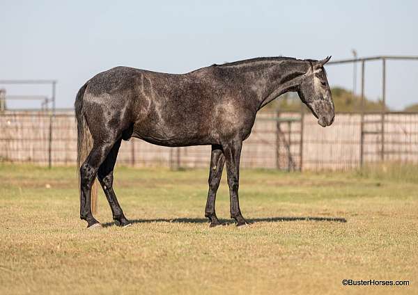 ranch-work-quarter-horse