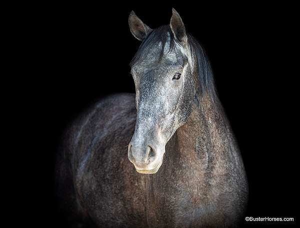 beginner-safe-quarter-horse