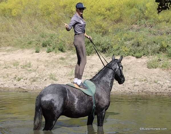 family-horse-quarter