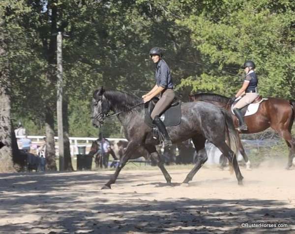 trail-quarter-horse