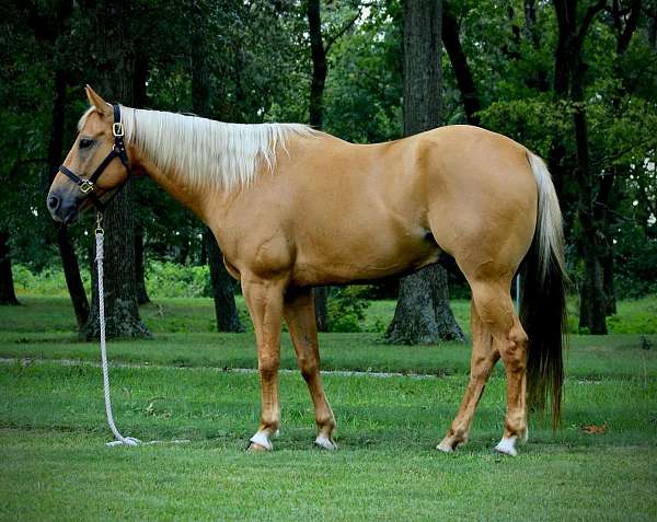 palomino-socks-horse