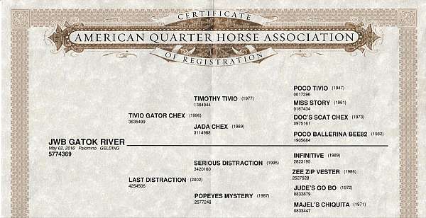 all-around-quarter-horse