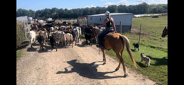 trail-quarter-horse