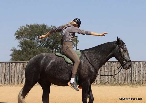 trail-quarter-horse