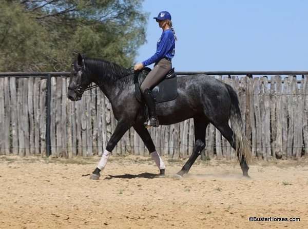 weaver-gelding