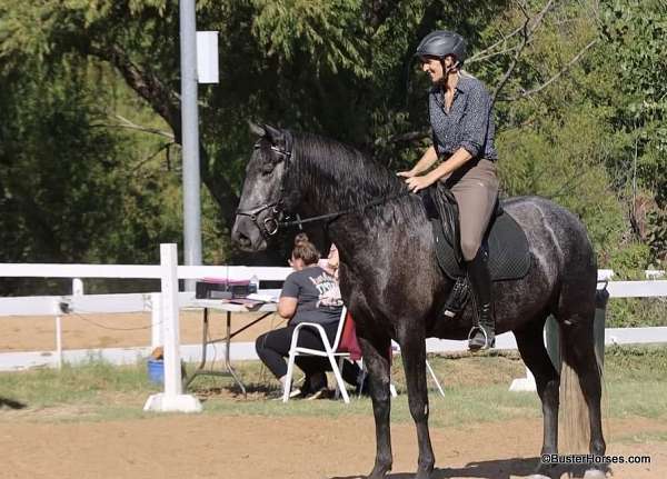 aqha-quarter-horse