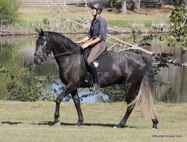 aqha-gelding-quarter-horse