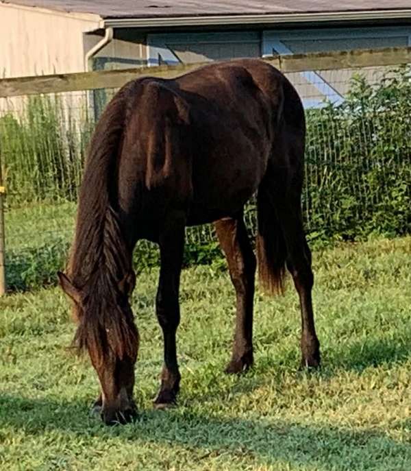 all-around-athletic-friesian-horse