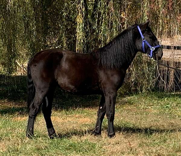 all-around-athletic-friesian-horse