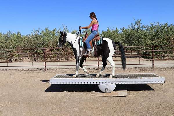 beginner-quarter-horse