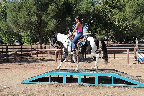 husband-safe-quarter-horse