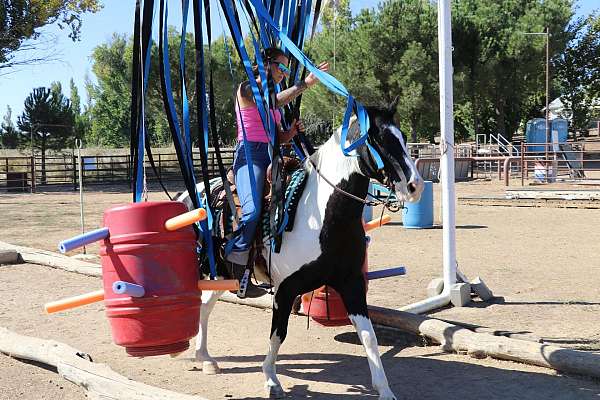 kid-safe-quarter-horse