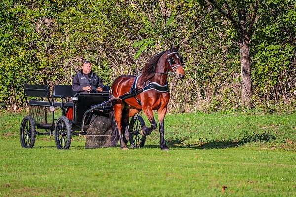 quarter-horse