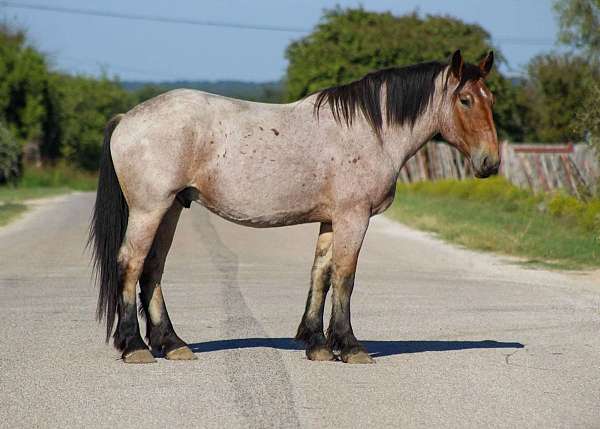 bay-roan-none-horse