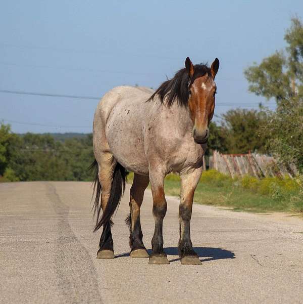 beginner-safe-quarter-horse