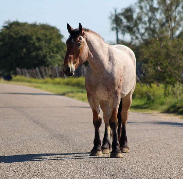 family-horse-quarter