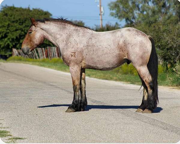 percheron-quarter-horse