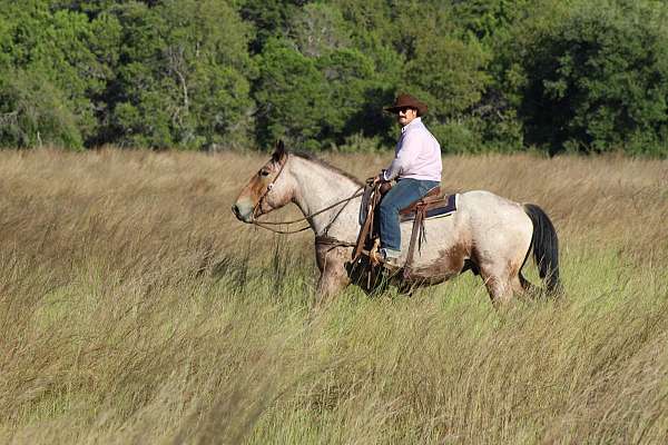 husband-safe-quarter-horse