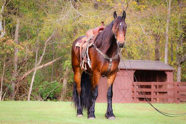 bay-roan-none-horse