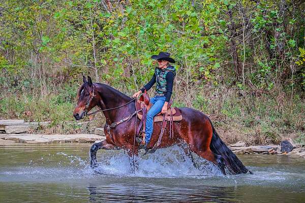 husband-safe-quarter-horse