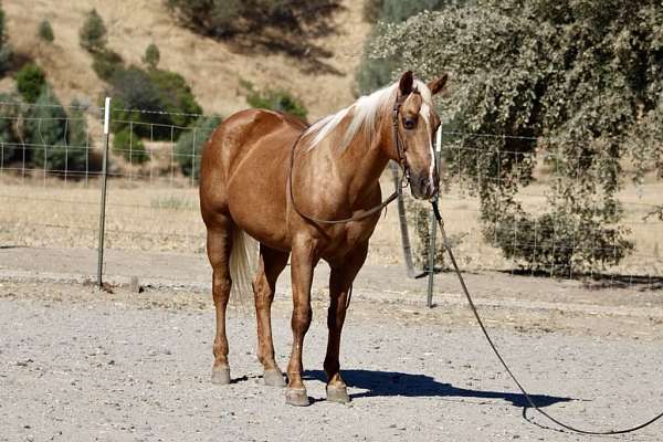 beginner-safe-quarter-horse