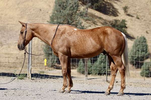 palomino-star-horse