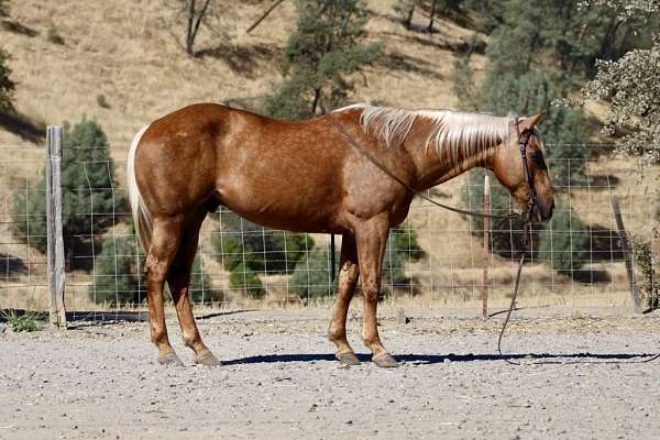 ranch-work-quarter-horse