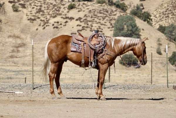 family-horse-quarter