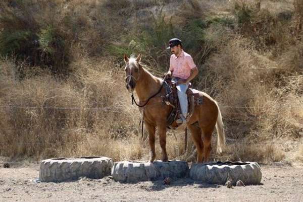 trail-quarter-horse